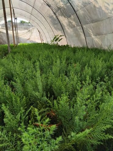 bitki satışı: Leylandra tingi - Növ: Thuja/ardıc tipli dekorativ iynəyarpaq — 12