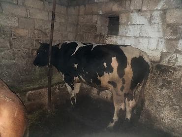 it balasi per page 99: Super kok dana oz saxladiqim maldi yaxin eraziye kesim qaydasi — 1