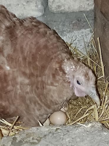 Yemlər: Qirt hinduska satilir7gundu oturub qiymeti sondu zeng edib asagi — 1