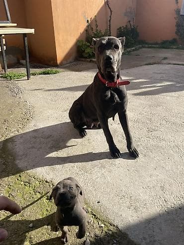 afcarka it adlari: Kane-Korso, Peyvəndli — 1