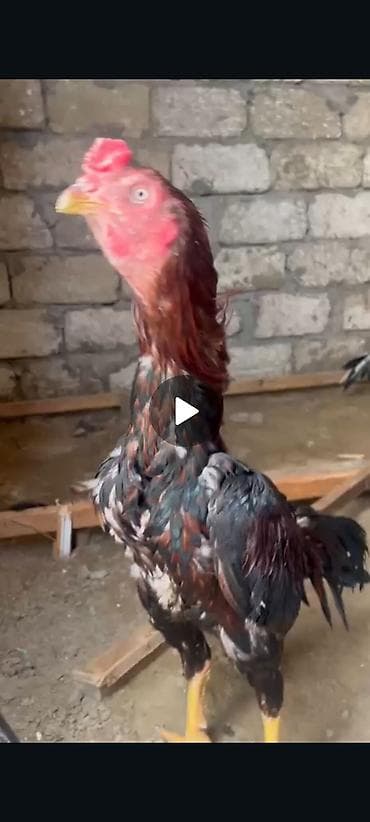 Cücələr: Damazlıq — 2