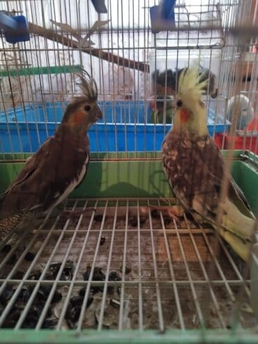 клетка для попугая купить: Korella, cütünü 90 manata — 1