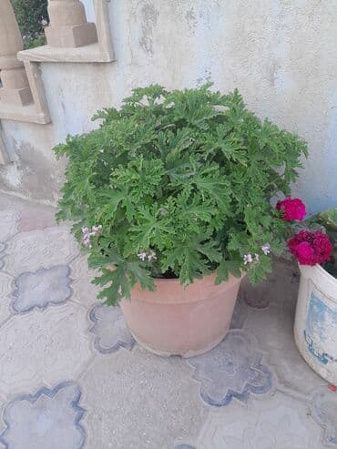 ətirşah bitkisi: Qazonlarınızı və bağlarınızı bəzəmək üçün uygundur. Gözəl görünüşü ilə — 9