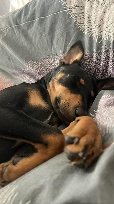 Птицы: Доберман, 4 месяца, Самка, С прививками — 1