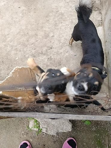 kopek: Məhsul: Balaca itlər (iki bala) Təsvir: Bala itlər dişi və erkək - — 2