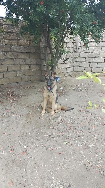 Alman çoban iti, 9 ay, Dişi, Ünvandan götürmə