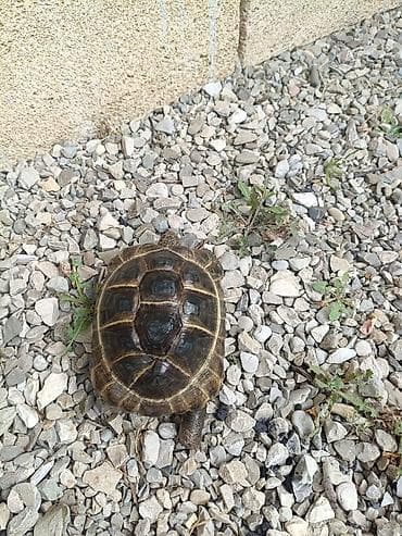 lama: UMUMI QIYMETDIR!!! Araliq deniz Tisbagalari 🇦🇿 Azərbaycan dili: 🐢 4 — 9