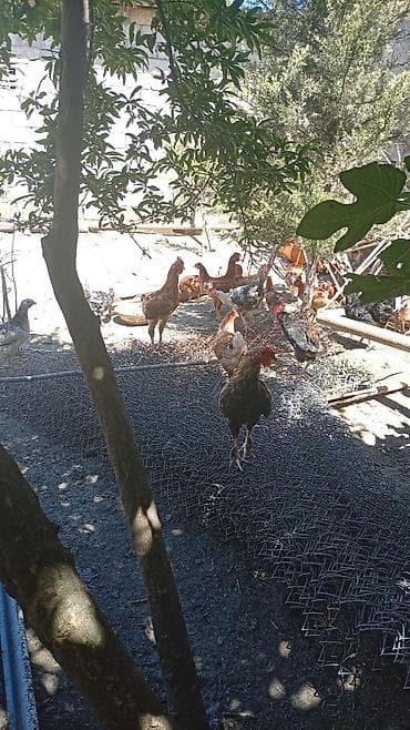 Toyuq, Ətlik, Ünvandan götürmə — 5