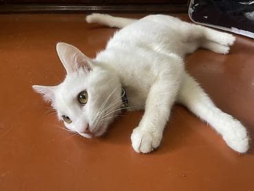 Heyvanlar üçün mallar: Ağ tüklü ev pişiyi

Anqor erkeydi 8 aylig temiz pisikdi — 1