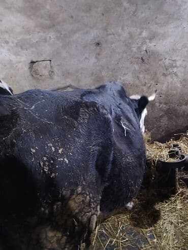 Toyuqlar: Qısırdı balası yoxdu - Cins tipi: qara-ağ (yerli südlük istiqamət) - — 6