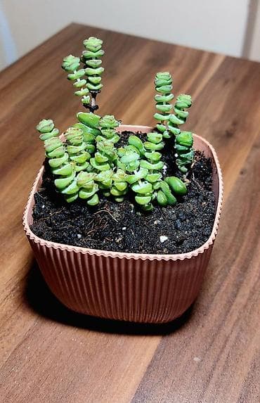 Buket güllər: Qara plastik qabda olan bu şirəli bitki otağınıza və ya ofisinizə — 6