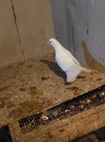 Ağ rəngli ev göyərçini - Rəng: tam ağ, parlaq tüklü - Bədən quruluşu