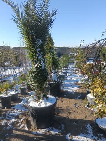 ot toxumu satışı: Aqaclarin satsi torf gubresde satışda var Baqlarin salınması aqaclarin — 9