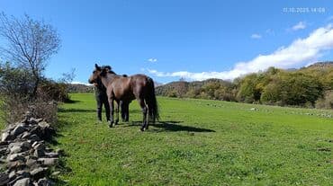 домик для большой собаки: Satış: Xüsusiyyətlər: - Rəng: tünd qəhvəyi (qaradonlu), uzun qara — 1