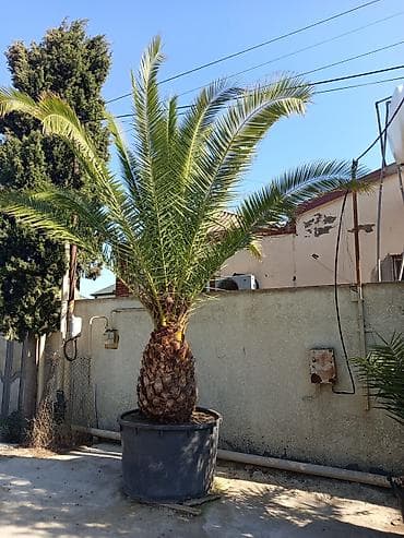 kalanxoe bitkisi: Xurma xurması (Phoenix canariensis) – iri ölçülü, dekorativ palma - — 3