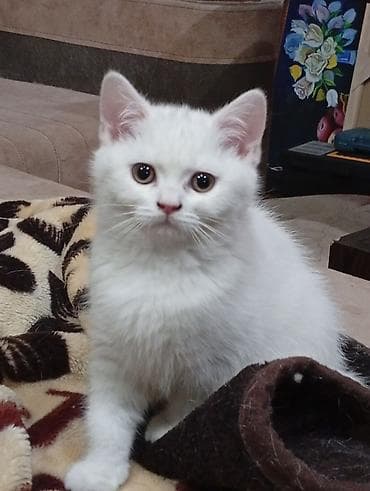 şotland pişiki: Britan yastı qulaq, Erkək, Dişi, Yaxşı əllərə, Ünvandan götürmə — 6