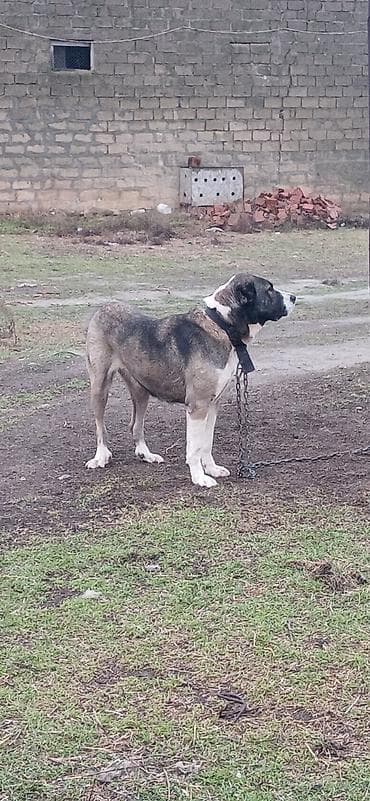 tap az pitbull: Qurdbasar, 2 il, Dişi, Peyvəndli, Ödənişli çatdırılma — 2