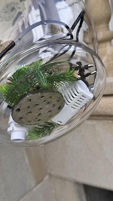akvarium xırda balığı: Şüşə akvarium seti - Şəffaf, dairəvi şüşə akvarium qabı (balaca — 3