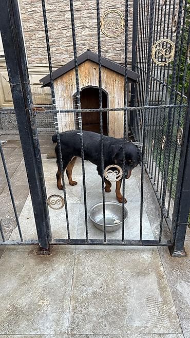 Rotveyler, Erkek, Peyvəndli