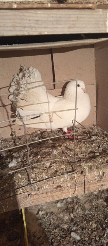 xamyak qefes: Ağ rəngli fantail güvənci̇n (quyruğu yelpikvari), dekorativ cins. - — 1