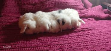 dovşanlar: Mini qulaqlı dovşan balaları - Növ: dekorativ mini/lop qulaqlı dovşan — 3