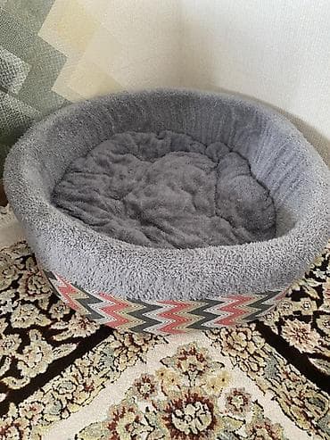 şinşila pişik: Şotland yastı qulaq, Dişi — 5