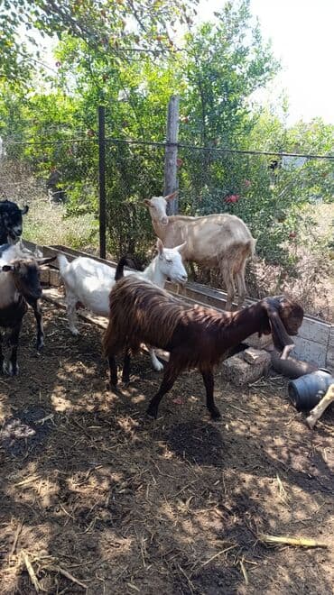 cins ineklerin qiymeti: Məhsul: Keçilər satılır boğaz keçilər sudlü heyvanlardı Qiymət: 400 — 15