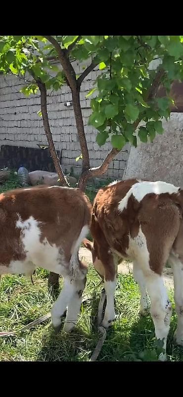 симентал: 2 baş simmental tipli dana - Növ: ətlik-südlük istiqamətli simmental — 5