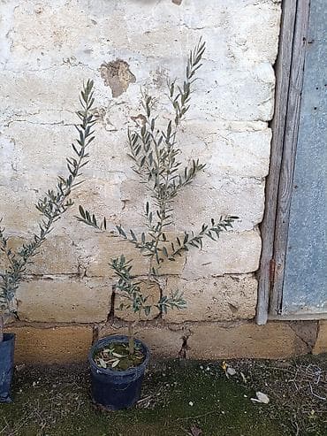 Zeytun ağacı fidanları - Növ: Zeytun - Qablı fidanlar, müxtəlif lalafo.az -da Zeytun ağacı fidanları - Növ: Zeytun - Qablı fidanlar, müxtəlif