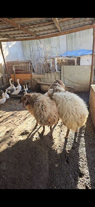 qoyun quzu satilir: Məhsul: Qoyunlar (2 baş) Təsvir: - Şəkillərdə görünən 2 baş qoyun — 5