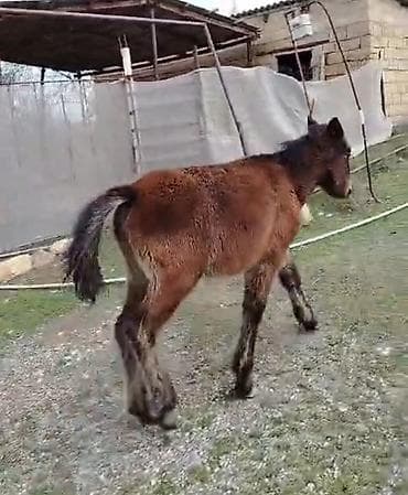 Другие с/х животные: Самка, лет: <1 — 1