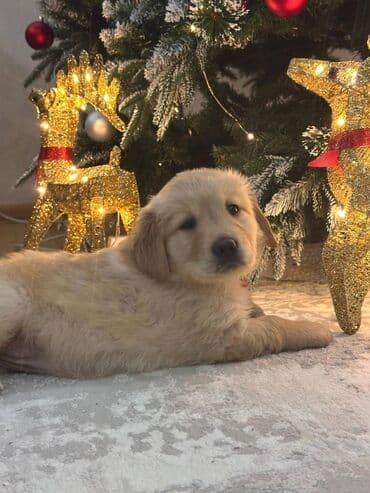 Heyvanlar üçün mallar: Retriever, 2 ay, Dişi, Sənədli, Ünvandan götürmə, Ödənişli çatdırılma — 7