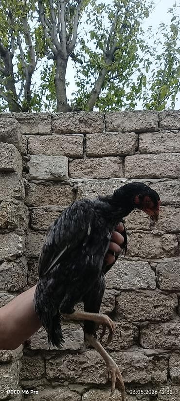 çöl toyuğu: Toyuq, Damazlıq — 2