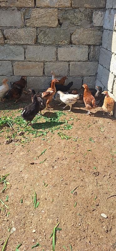 kent cüceleri: Toyuq cücələri, Damazlıq, Ödənişli çatdırılma — 7