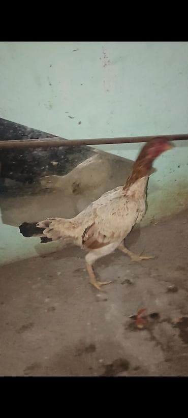 Кошки: Salam bu heyvanlarim yumurtaları satılır temiz qan heyvandilar isdeyen — 5