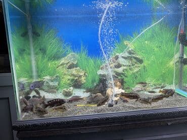 romanov koyun fiyatları: Cixlid balığı, Yırtıcı, Ünvandan götürmə, Ödənişli çatdırılma — 2