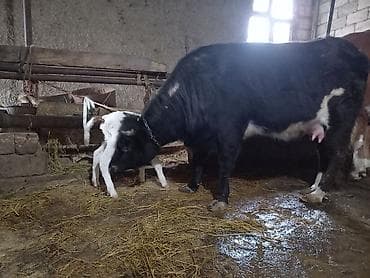 yerli inək cinsləri: 1 ci qarin Disi Simmental Balasi .Tam sude dusmuyub Ayin 2 si dogub — 2