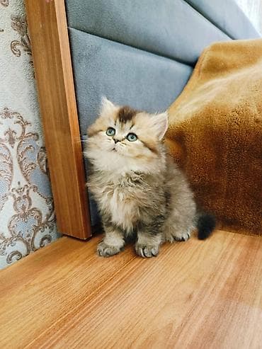 Pişiklər: Şinşilla — 2