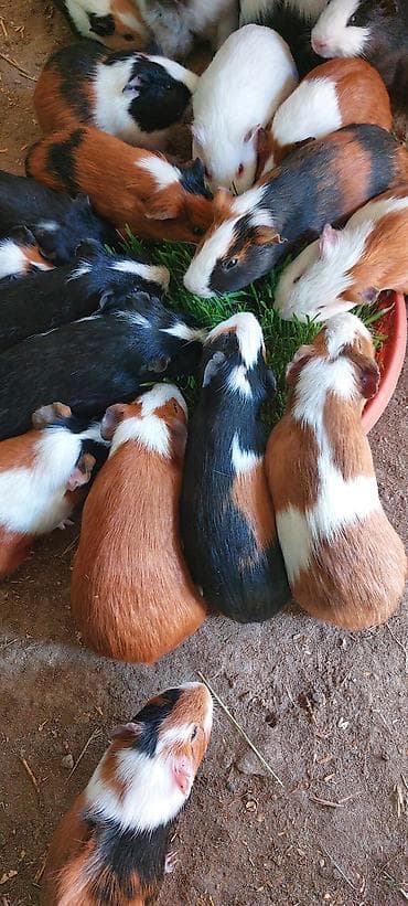 Atlar: Wekilde gorduyunuz Sivinkalar satilir xeyvanlarin saglamliqina — 9