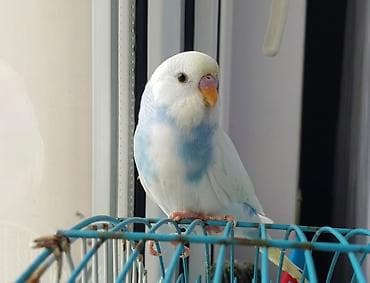 danlar: Növ: Dalğıç papağanı (budaq quşu/budgerigar) Rəng: Ağ-krem əsas, sinə — 2