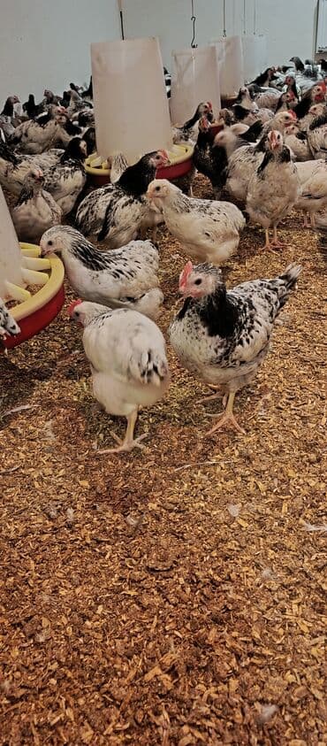hələb keçisi haqqında məlumat: Toyuq, Broyler, Ətlik — 4