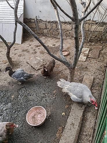 Quşlar: Balacalar 15 m Böyuklər 45m Muscovy ördəkləri (indo duck) – müxtəlif — 3