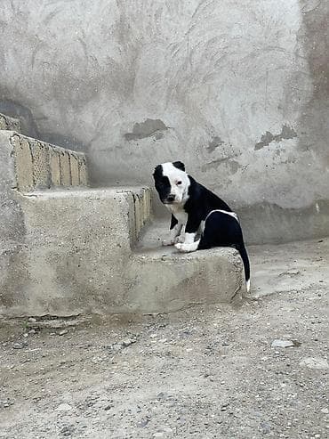 quru corek: Pitbul, 1 ay, Dişi, Peyvəndli — 2