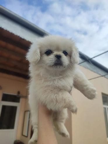 ev iti satisi: Pekines, 1 ay, Erkek, Peyvəndli — 7