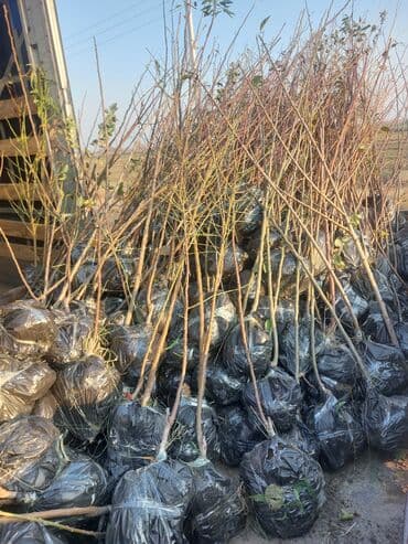 ağac dərmanları: Xurma (persimmon) tingləri – torf komları ilə - Növ: şirin xurma — 2