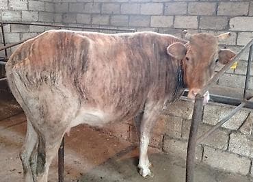 smental dana: Ətlik İneydi Kök Heyvandi — 2