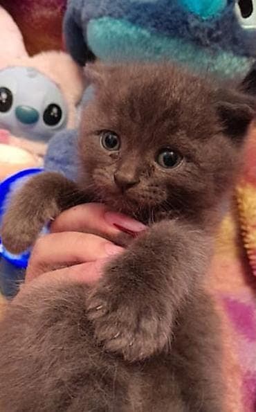 cins xoruz: Şotland — 4