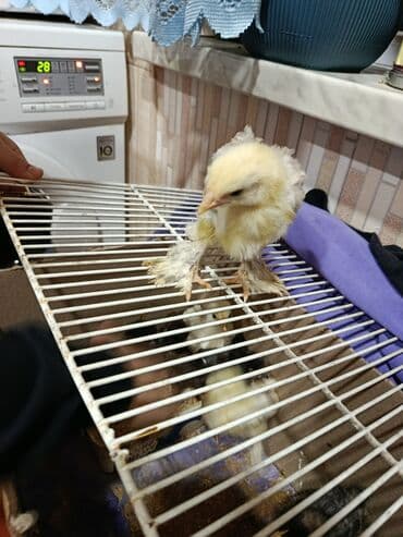 Гуси: Куриные цыплята, Для мяса — 3