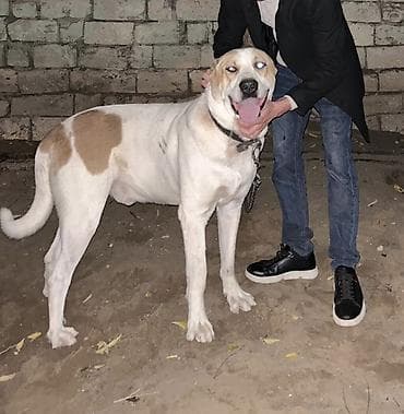 heyvan satışı: Alabay, Erkek — 4