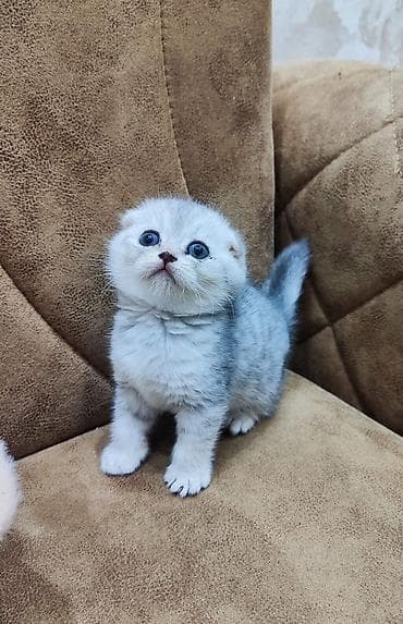 balası: Şotland yastı qulaq, Erkək, Dişi, Yaxşı əllərə, Ünvandan götürmə, Pulsuz çatdırılma, Ödənişli çatdırılma — 5